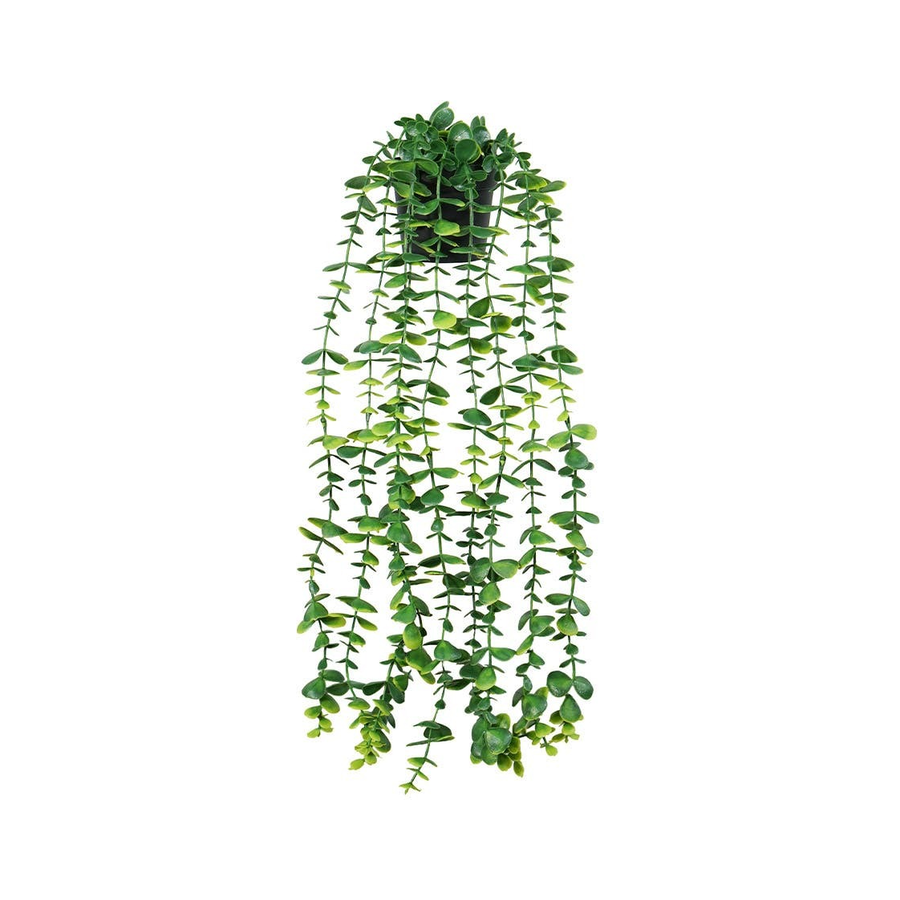 ACCSAPDS2005G_1.png