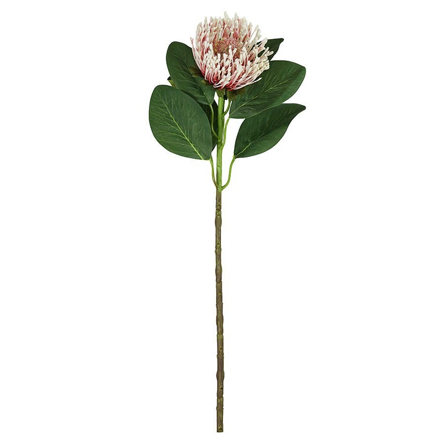 ACCSAPFL04572P_1.png