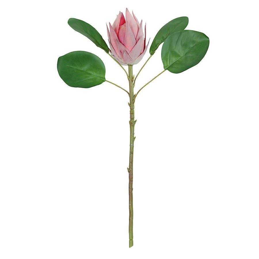 ACCSAPKPTH52RR_1.png