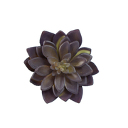 Succulent Stem 17cm