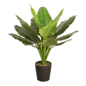 Spathe with Pot 1.1m