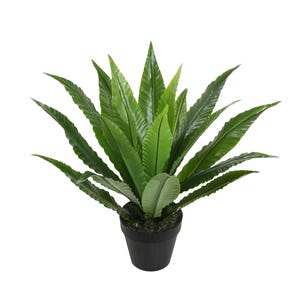 Bird's Nest Fern 50cm with pot