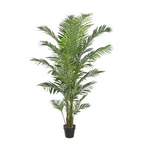 Areca Palm 1.9m with Pot