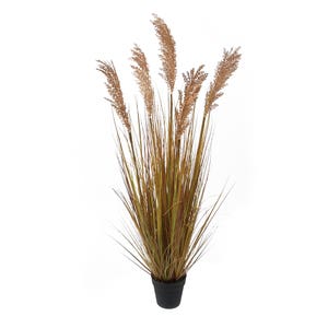 Sorghum 1.1m with pot