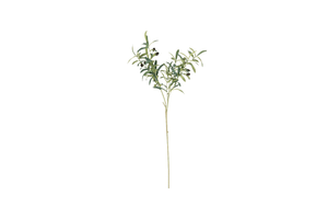 Olive Leaf Branch green